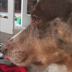 Meet your Posher, Sam